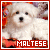Dogs: Maltese